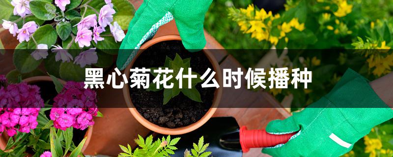 黑心菊花什么时候播种