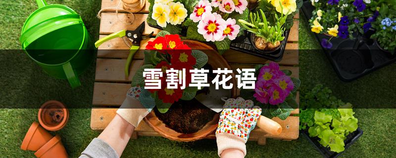 雪割草花语