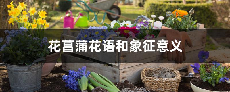 花菖蒲花语和象征意义