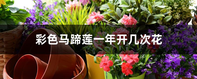 彩色马蹄莲一年开几次花 彩色马蹄莲一年开几次花