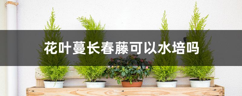 花叶蔓长春藤可以水培吗
