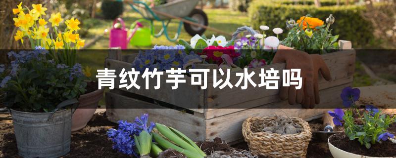 青纹竹芋可以水培吗