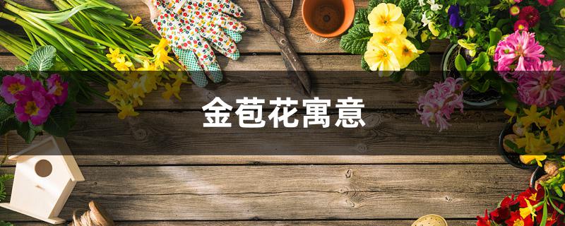 金苞花寓意 金苞花寓意