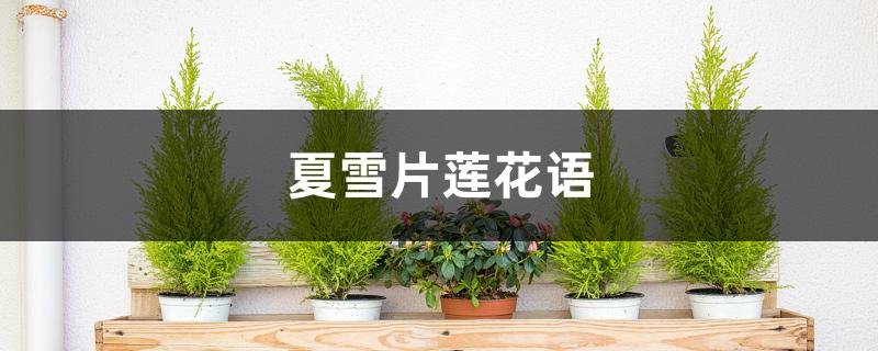 夏雪片莲花语