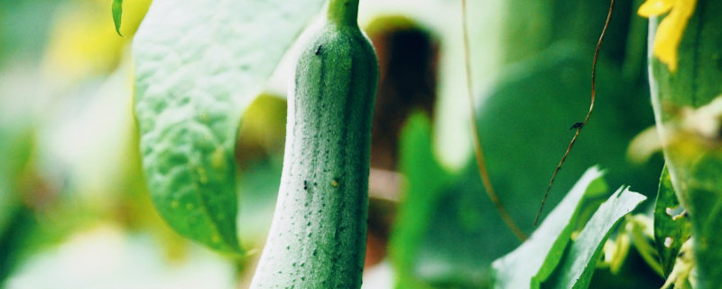 丝瓜露天种植时间和方法