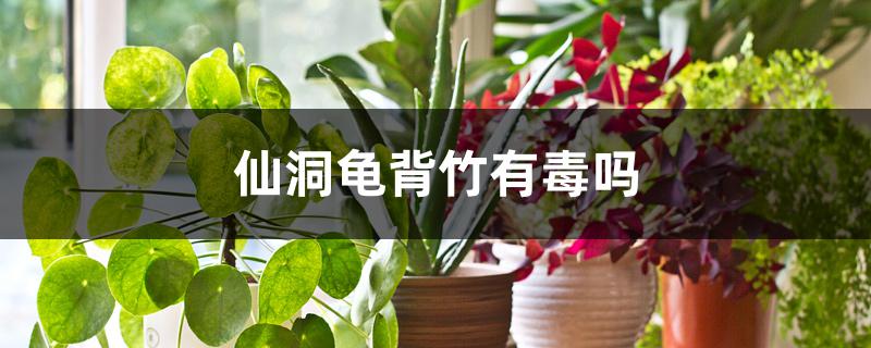 仙洞龟背竹有毒吗