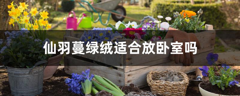 仙羽蔓绿绒适合放卧室吗 仙羽蔓绿绒适合放卧室吗