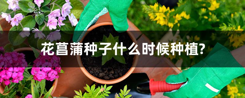 花菖蒲种子什么时候种植? 花菖蒲种子什么时候种植?