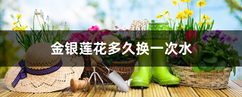 金银莲花多久换一次水