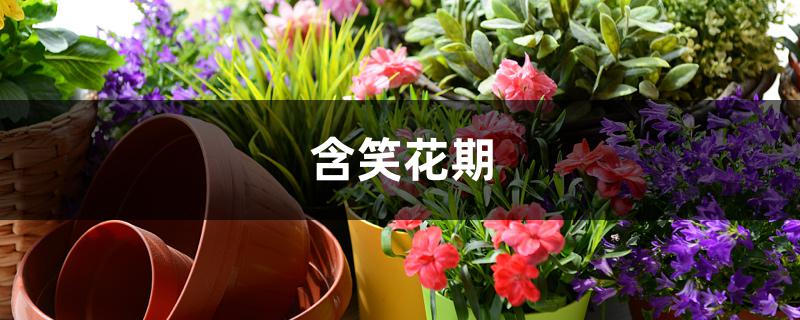 含笑花期