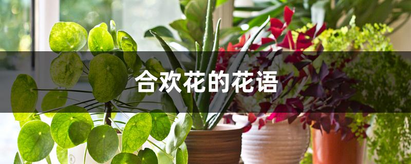 合欢花的花语