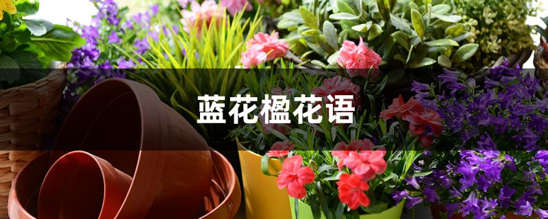 蓝花楹花语