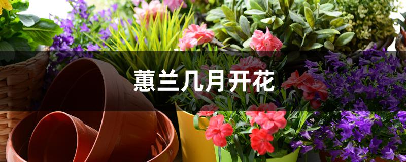 蕙兰几月开花