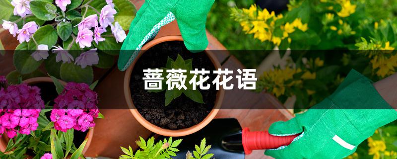蔷薇花花语