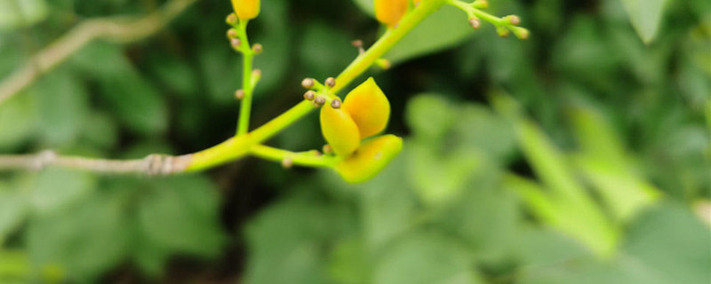 丁香花的特点和生长习性