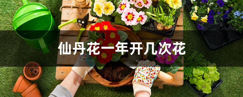 仙丹花一年开几次花