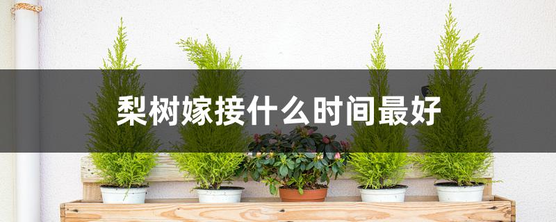 梨树嫁接什么时间最好