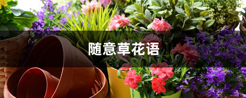 随意草花语