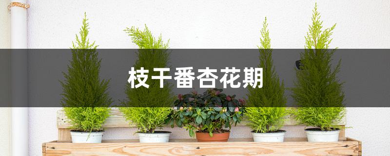 枝干番杏花期