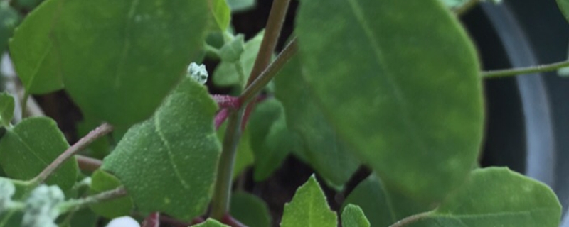 藜麦是什么植物