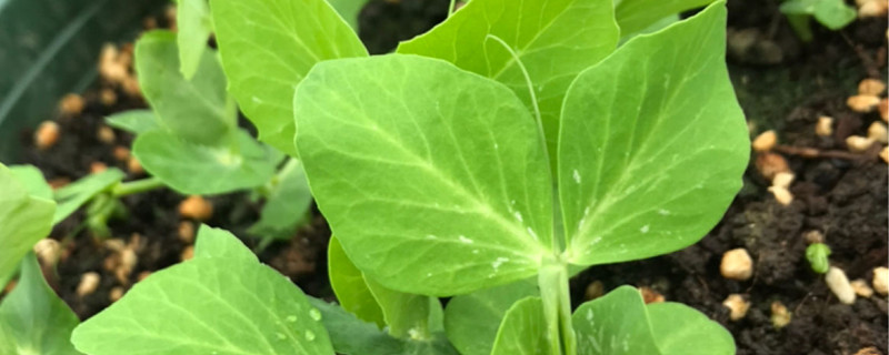 豌豆尖的种植方法和时间