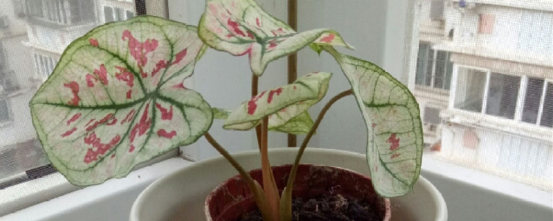 花叶芋的养殖方法和注意事项 花叶芋的养殖方法和注意事项