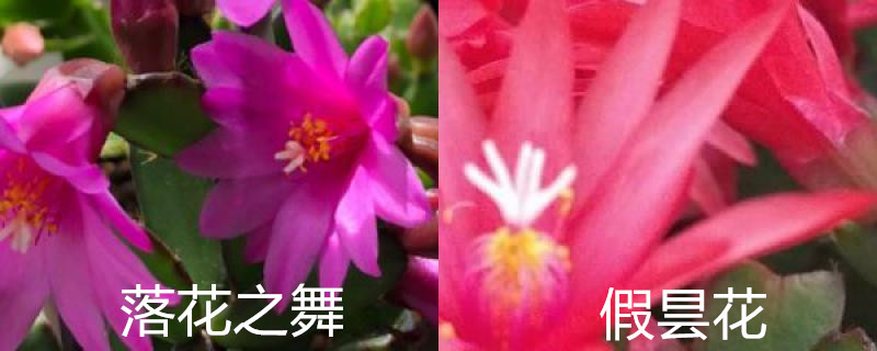 落花之舞和假昙花区别