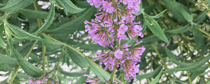 醉鱼草的种植方法及养护