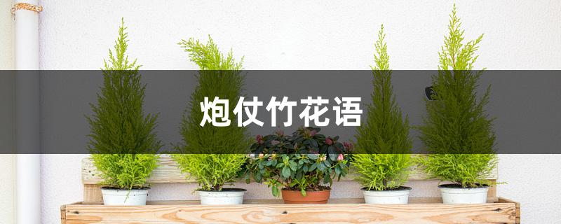 炮仗竹花语 炮仗竹花语