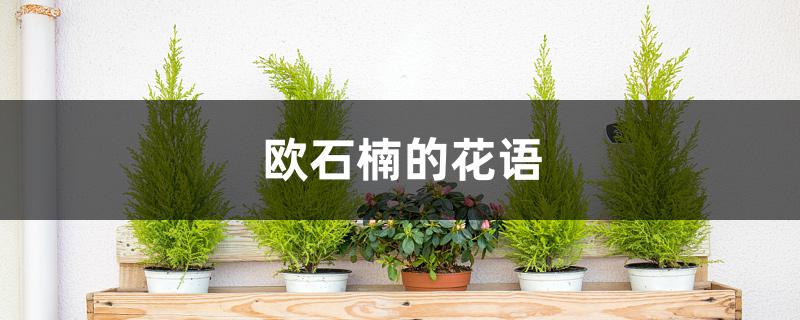 欧石楠的花语