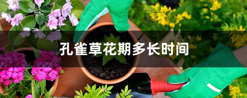 孔雀草花期多长时间