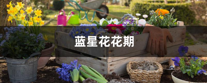 蓝星花花期