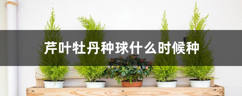 芹叶牡丹种球什么时候种