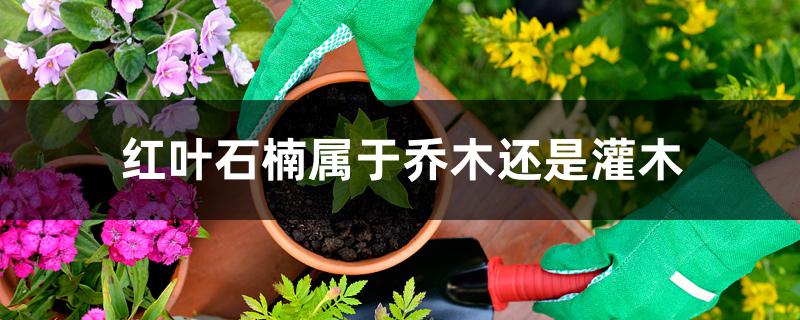红叶石楠属于乔木还是灌木