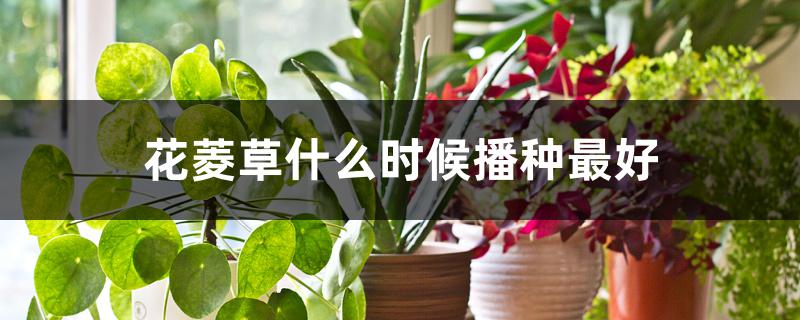 花菱草什么时候播种最好