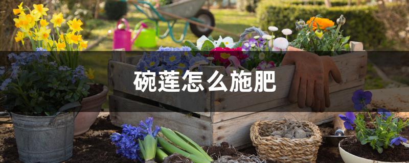 碗莲怎么施肥