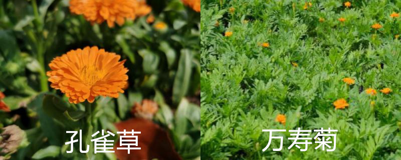 孔雀草和万寿菊区别