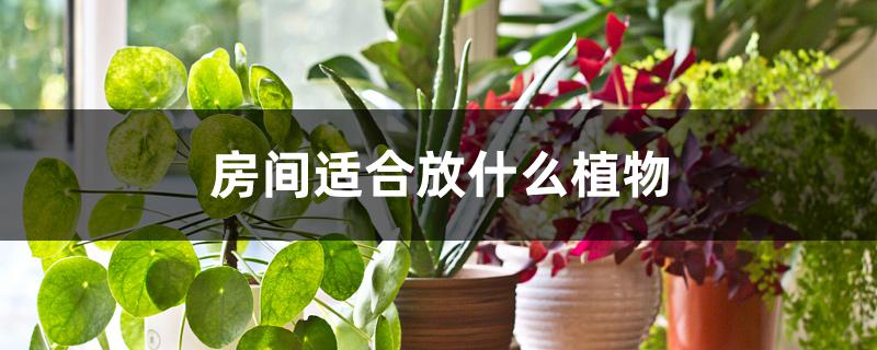 房间适合放什么植物 房间适合放什么植物