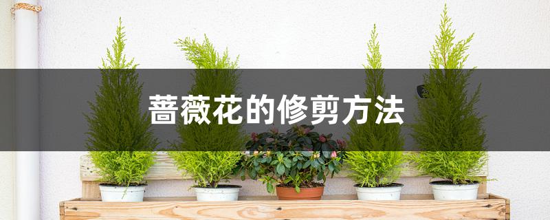 蔷薇花的修剪方法