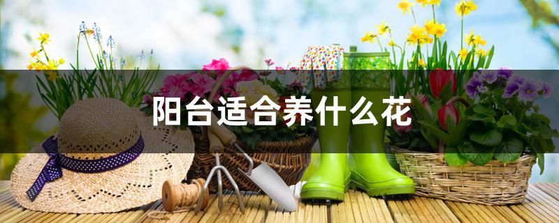 阳台适合养什么花 阳台适合养什么花