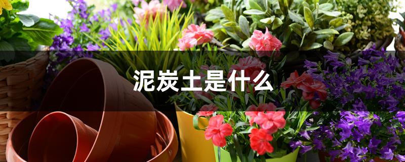 泥炭土是什么 泥炭土是什么