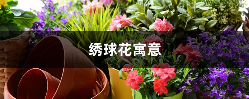 绣球花寓意