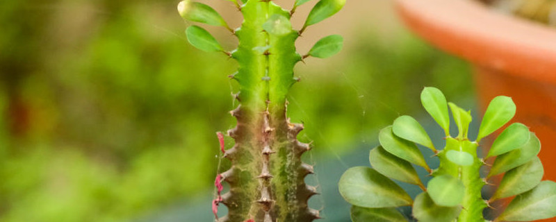 龙骨花怎么养更粗壮