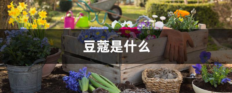 豆蔻是什么