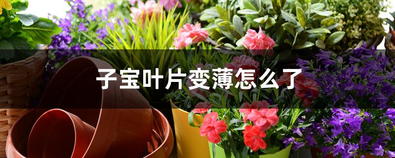 子宝叶片变薄怎么了