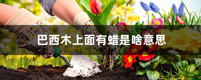 巴西木上面有蜡是啥意思 巴西木上面有蜡是啥意思