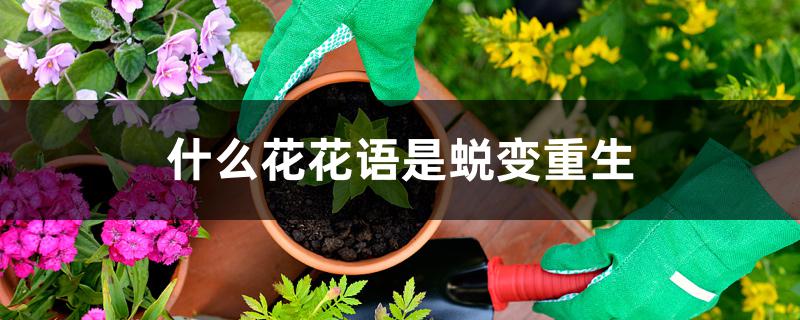 什么花花语是蜕变重生 什么花花语是蜕变重生