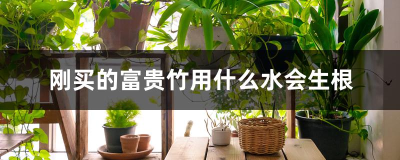 刚买的富贵竹用什么水会生根 刚买的富贵竹用什么水会生根