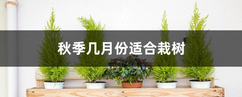秋季几月份适合栽树 秋季几月份适合栽树