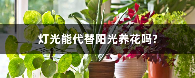 灯光能代替阳光养花吗? 灯光能代替阳光养花吗?